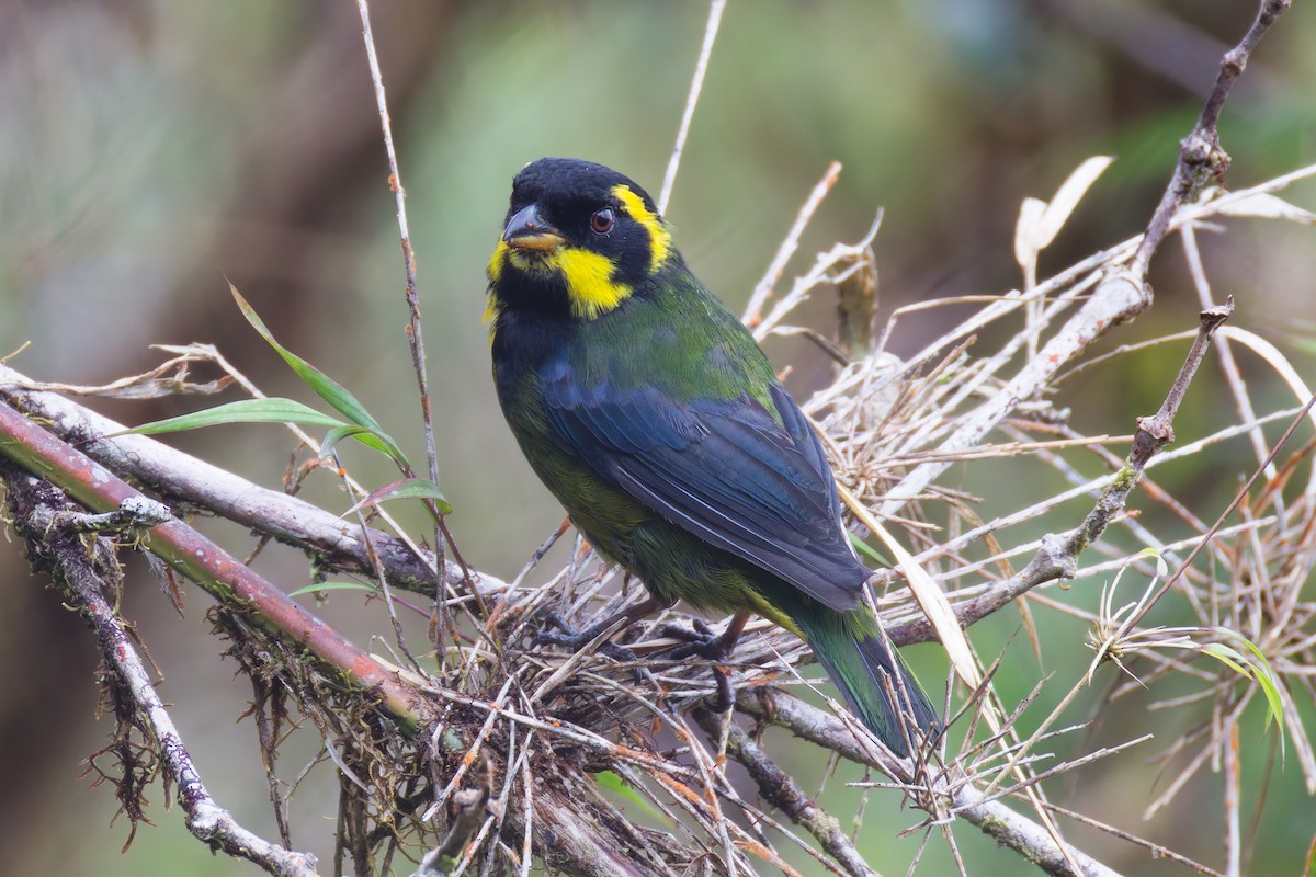 Gold-ringed Tanager - ML646028572