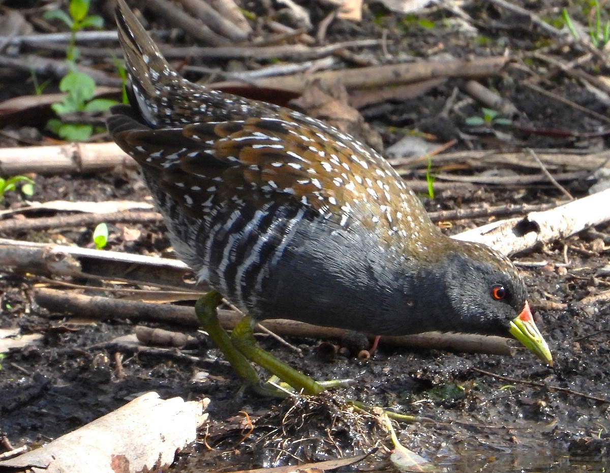 Australian Crake - ML646028574