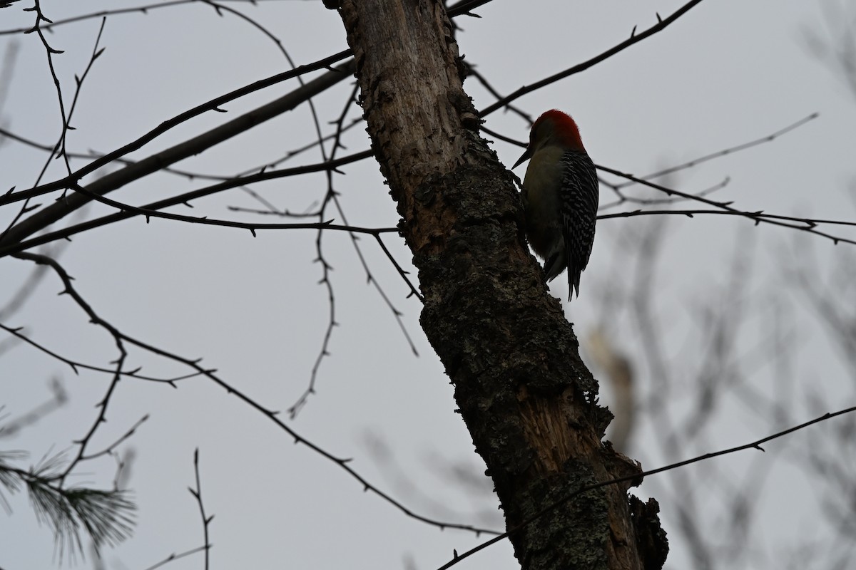 Red-bellied Woodpecker - ML646028575