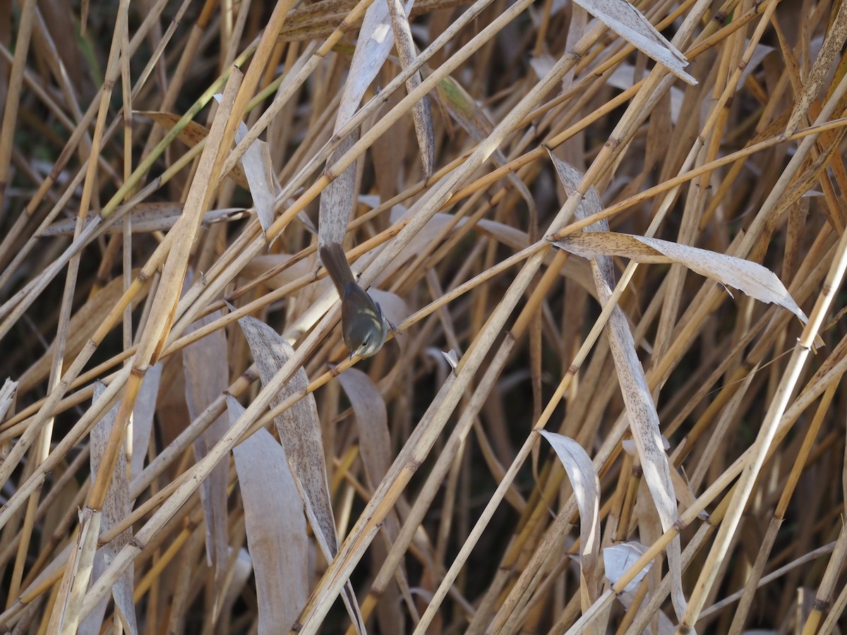 Japanseidensänger - ML646028580