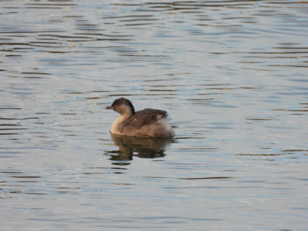 シラガカイツブリ - ML646028582