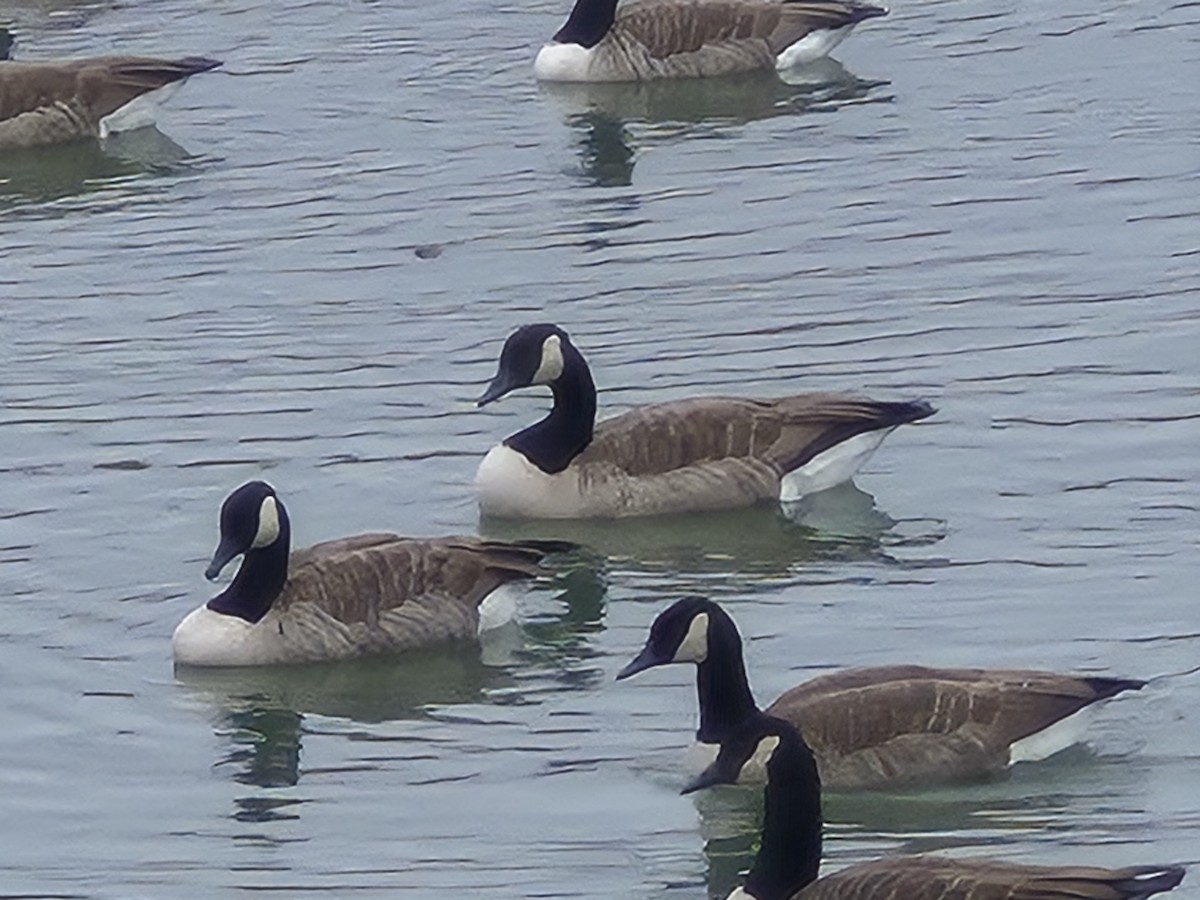 Kanadagans - ML646028583