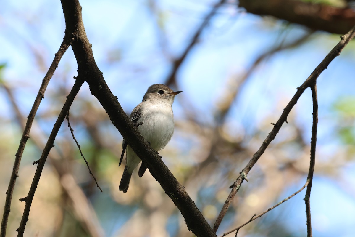 Asian Brown Flycatcher - ML646028585