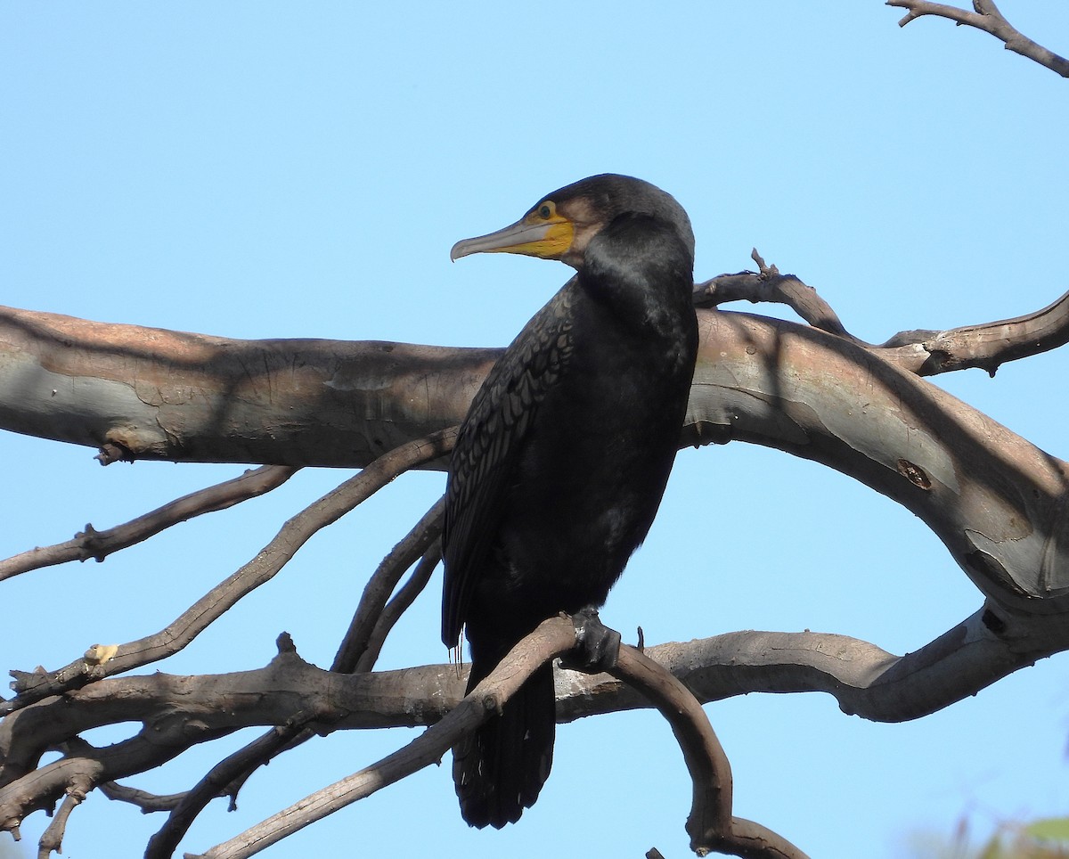 Great Cormorant - ML646028591