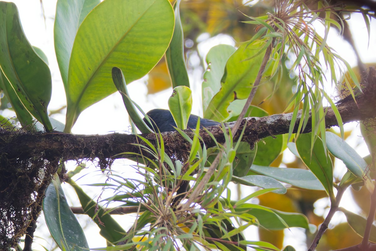 Bluish Flowerpiercer - ML646028592