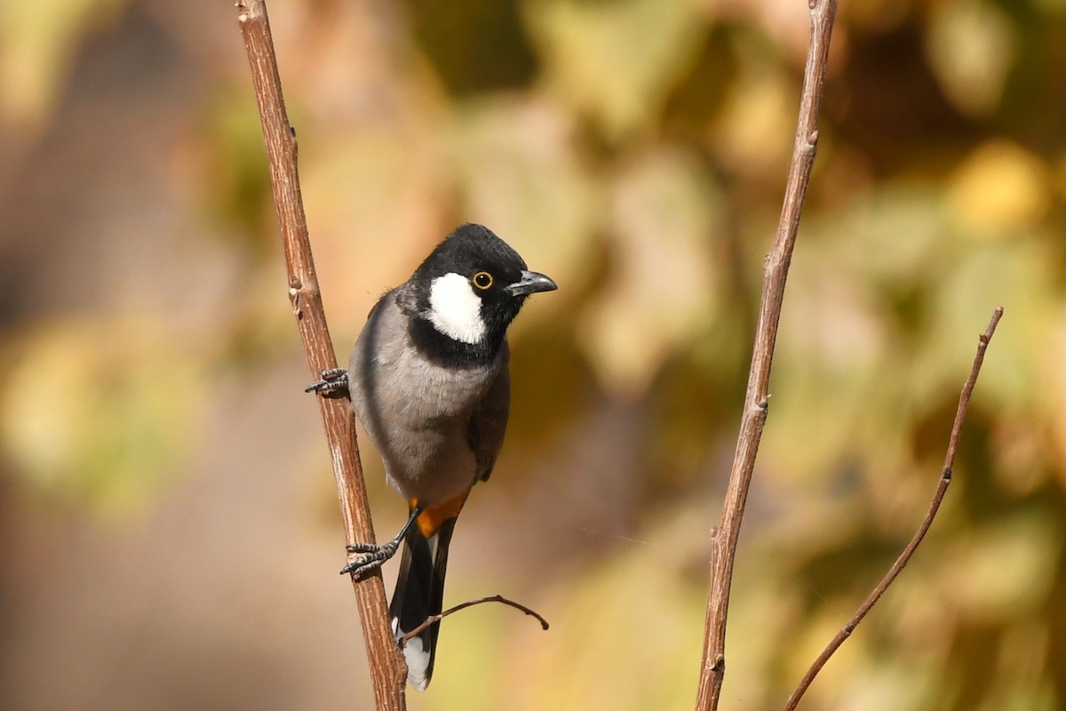 bulbul bělouchý - ML646028593