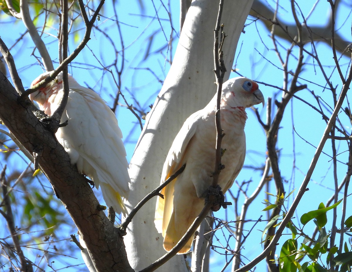Long-billed Corella - ML646028594