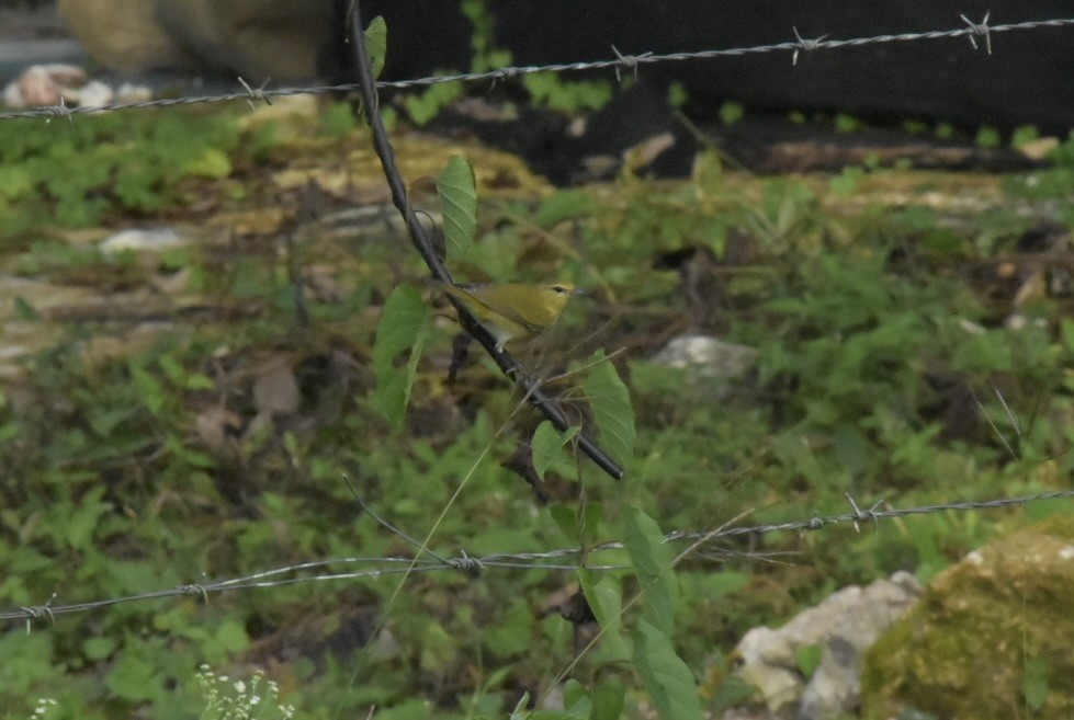 Tennessee Warbler - ML646028597