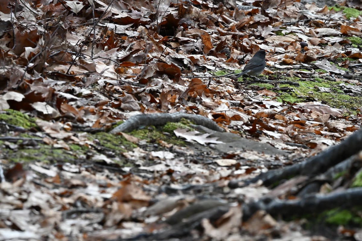 Dark-eyed Junco (Slate-colored) - ML646028601