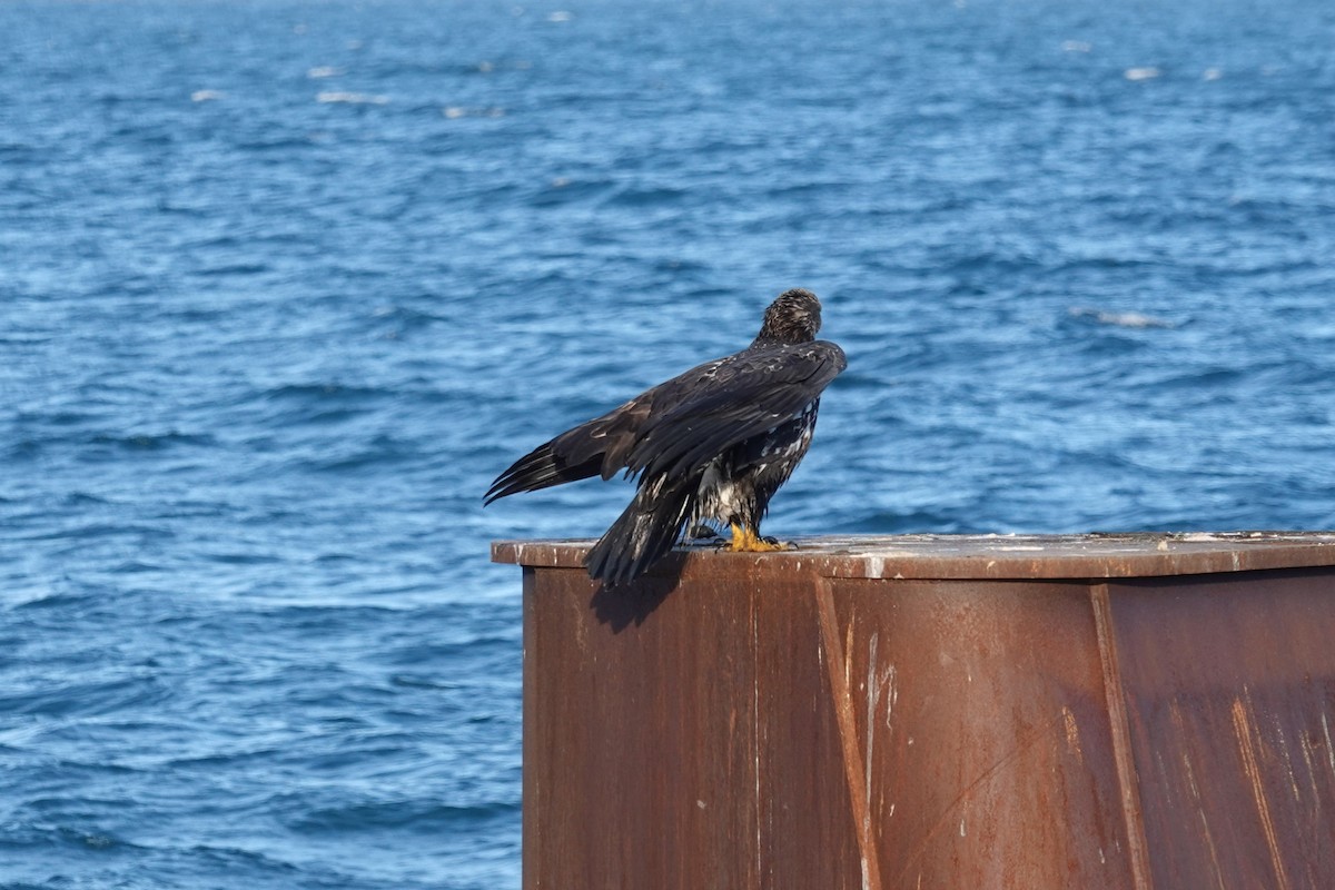 Pygargue à tête blanche - ML646028603