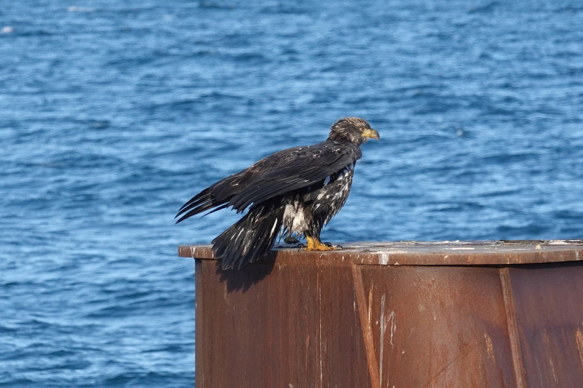 Pygargue à tête blanche - ML646028604