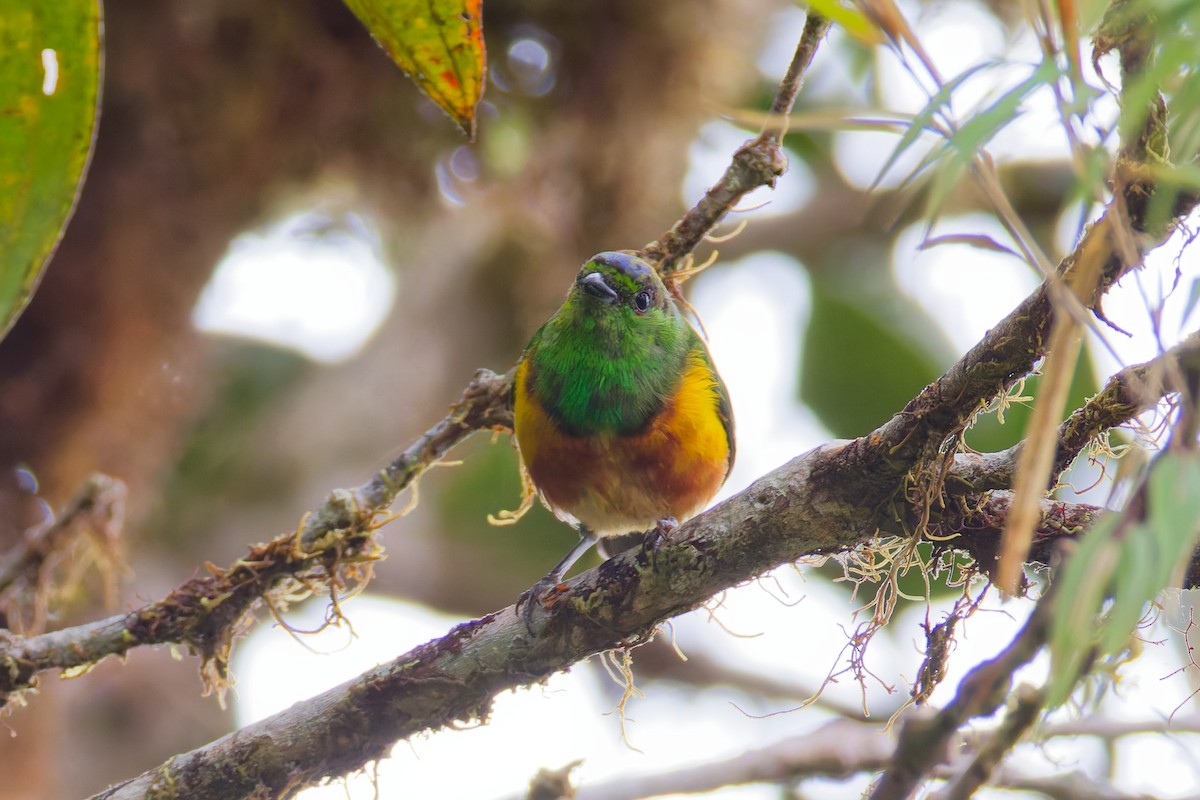 Chestnut-breasted Chlorophonia - ML646028606