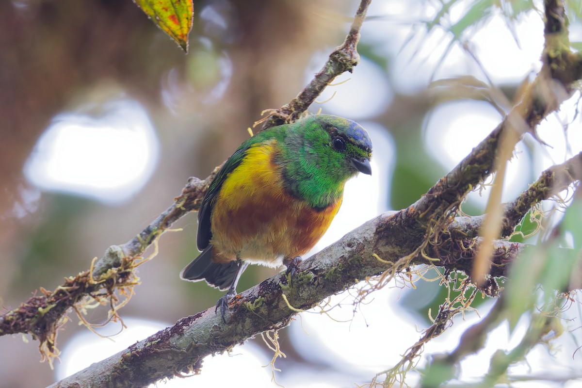 Chestnut-breasted Chlorophonia - ML646028607