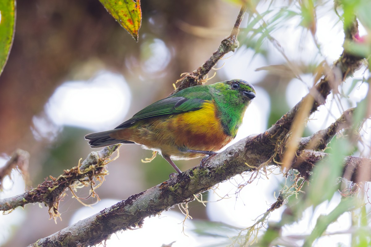 Chestnut-breasted Chlorophonia - ML646028608