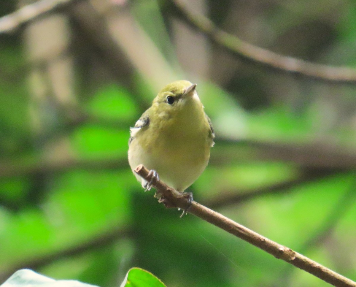 Пісняр-лісовик каштановий - ML646028609