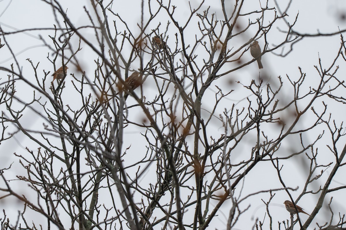 Fox Sparrow - ML646028612