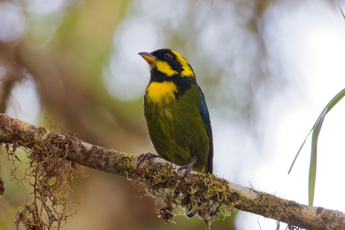 Gold-ringed Tanager - ML646028614