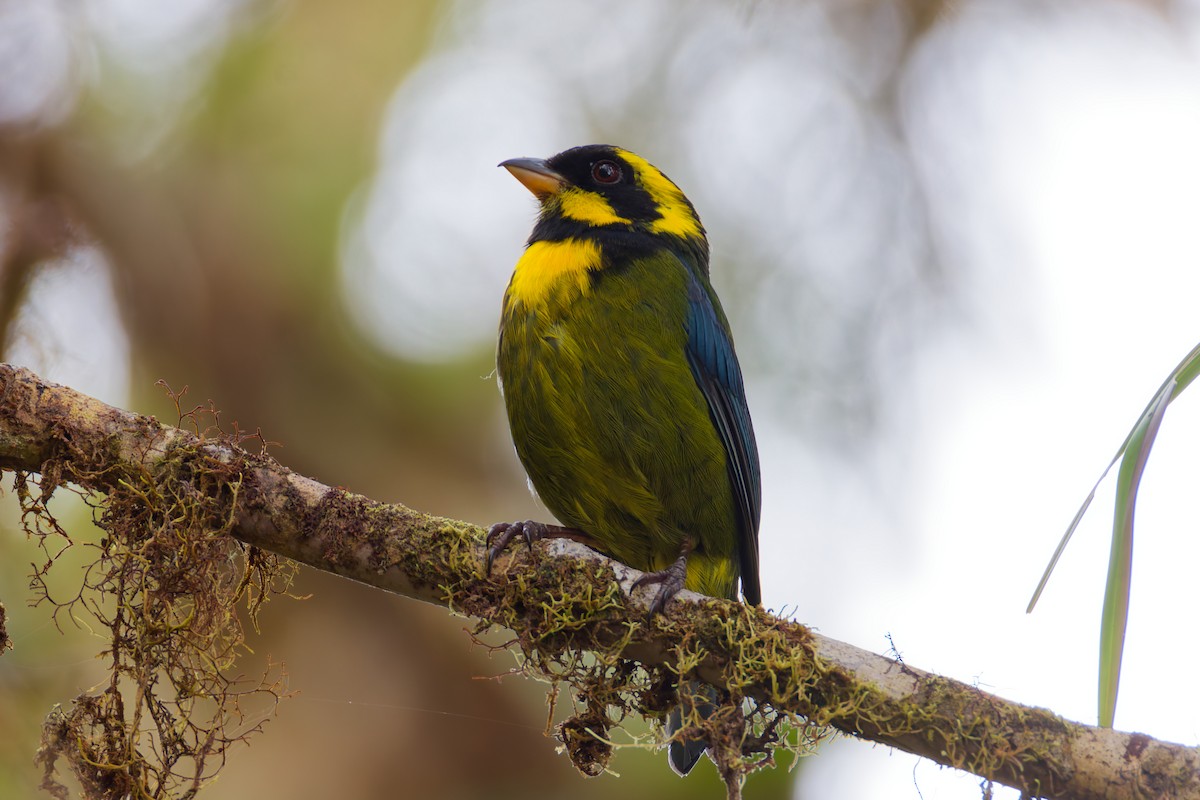 Gold-ringed Tanager - ML646028621