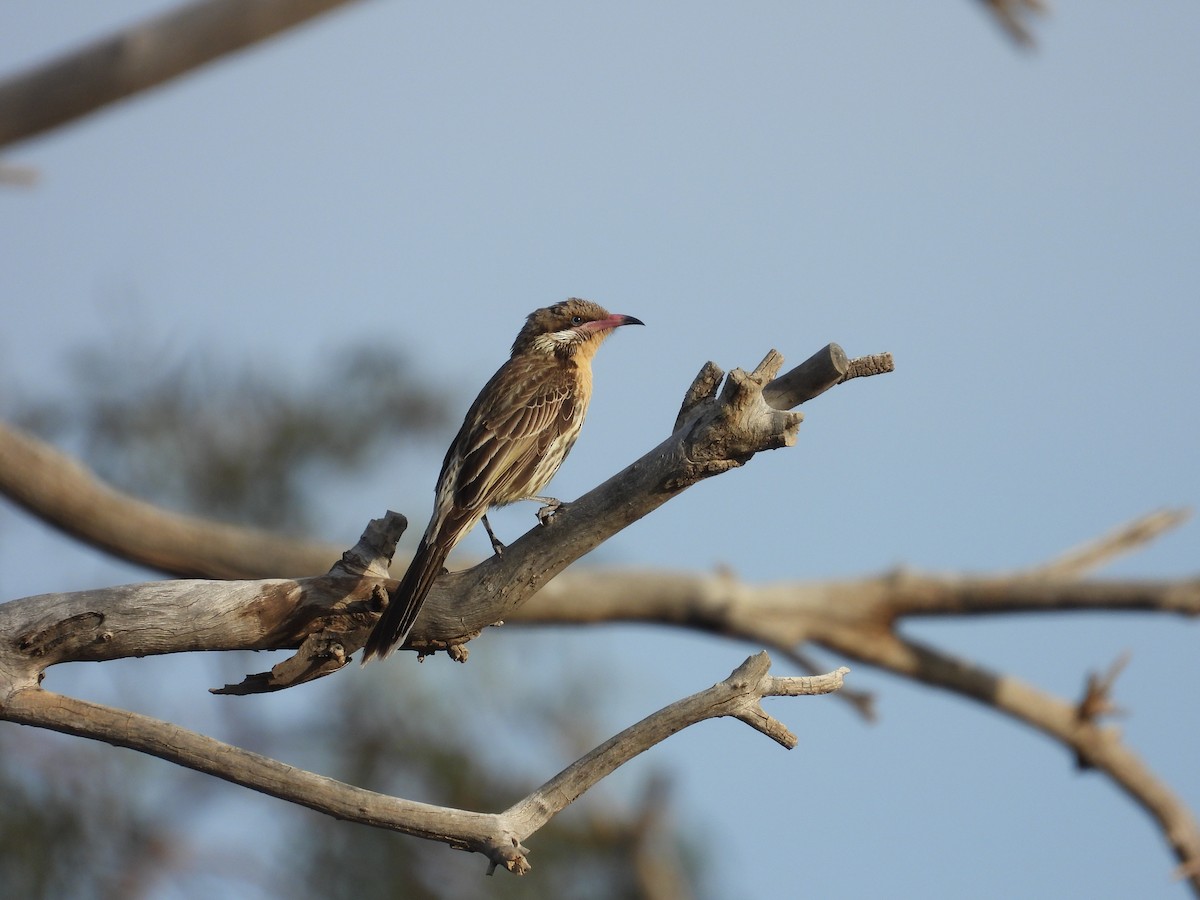 Diken Yanaklı Balkuşu - ML646028625