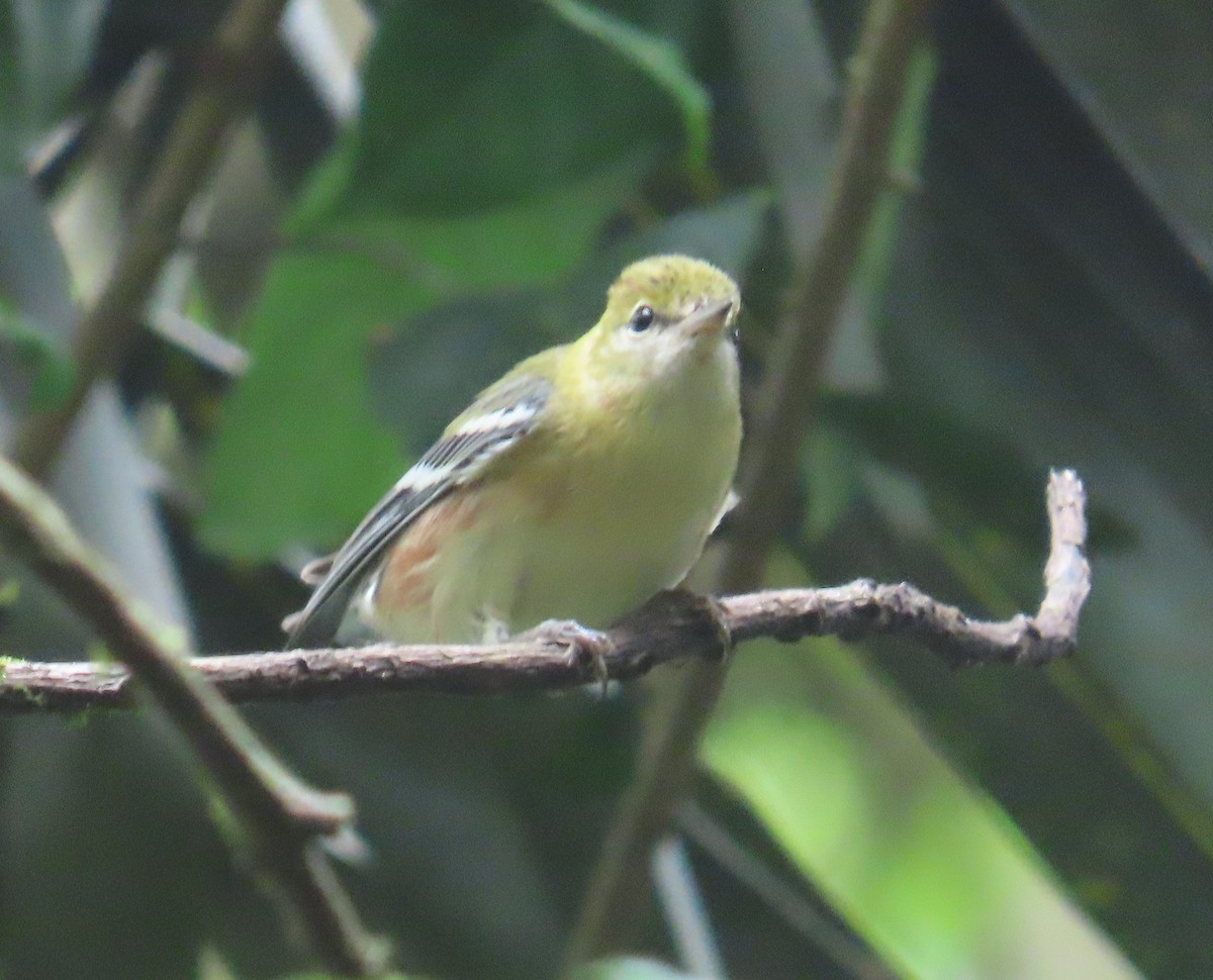 Пісняр-лісовик каштановий - ML646028626