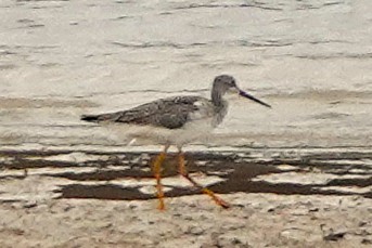 Greater Yellowlegs - ML646028629