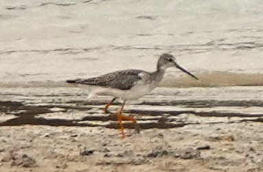 Greater Yellowlegs - ML646028630