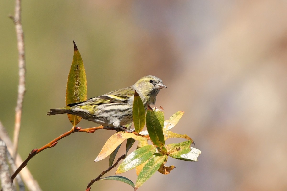 čížek lesní - ML646028631