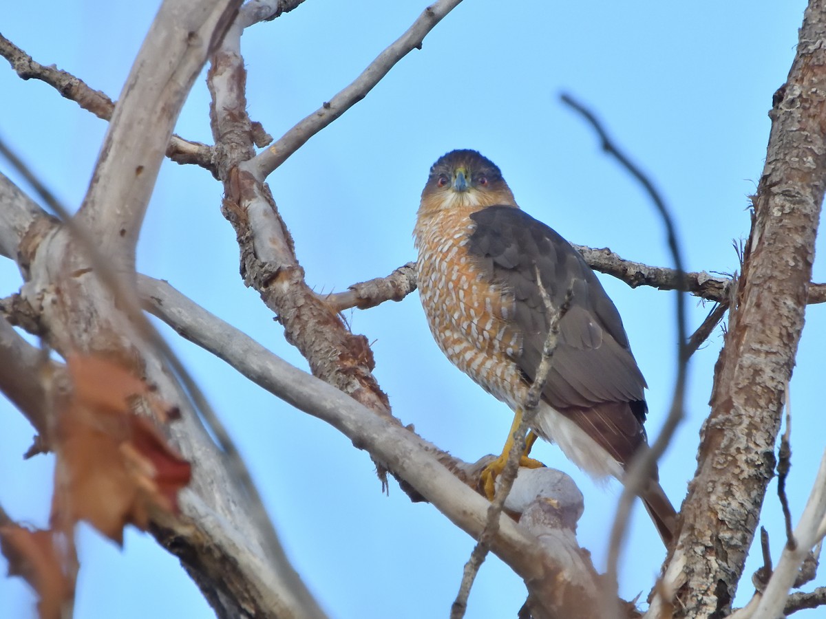 Cooper's Hawk - ML646028635