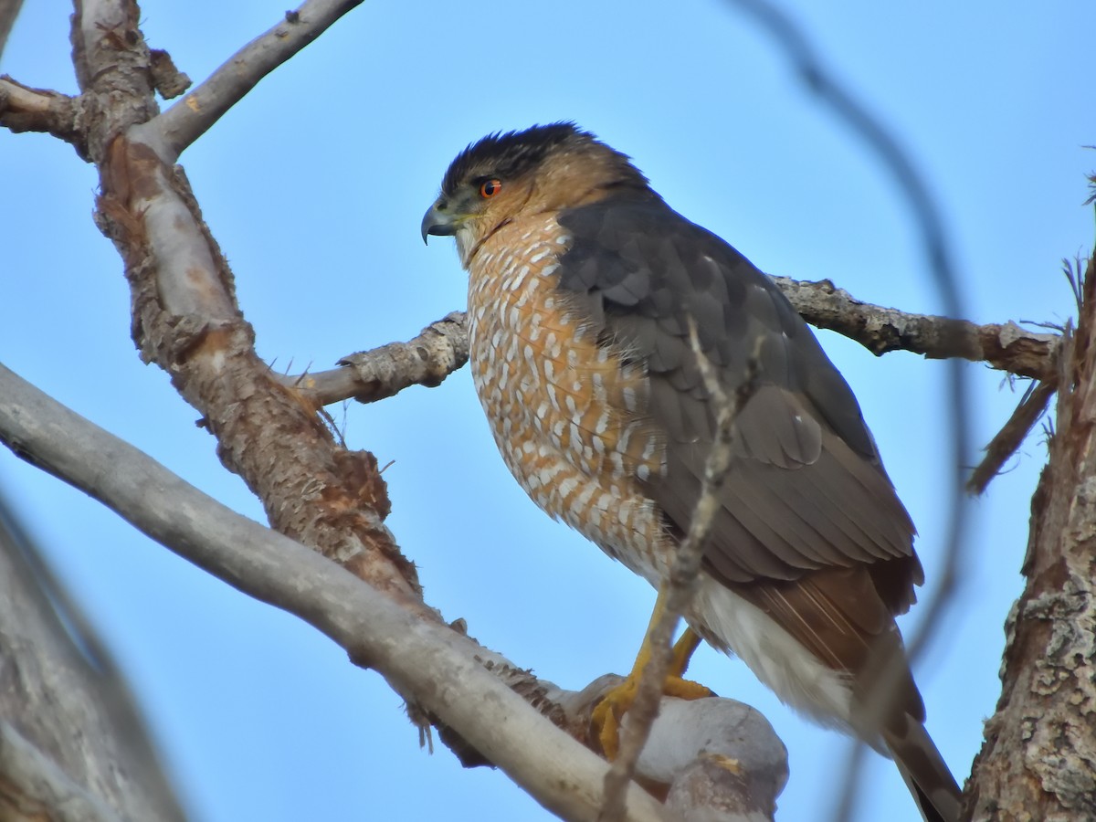 Cooper's Hawk - ML646028636