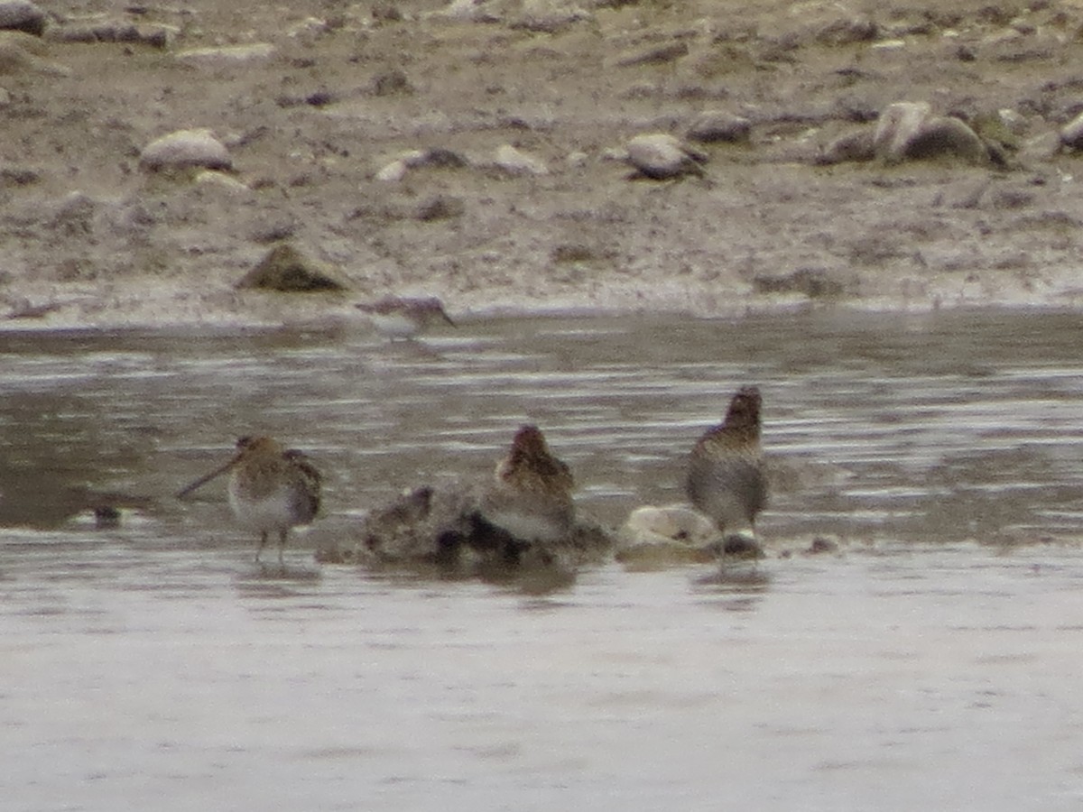 Wilson's Snipe - ML646028637