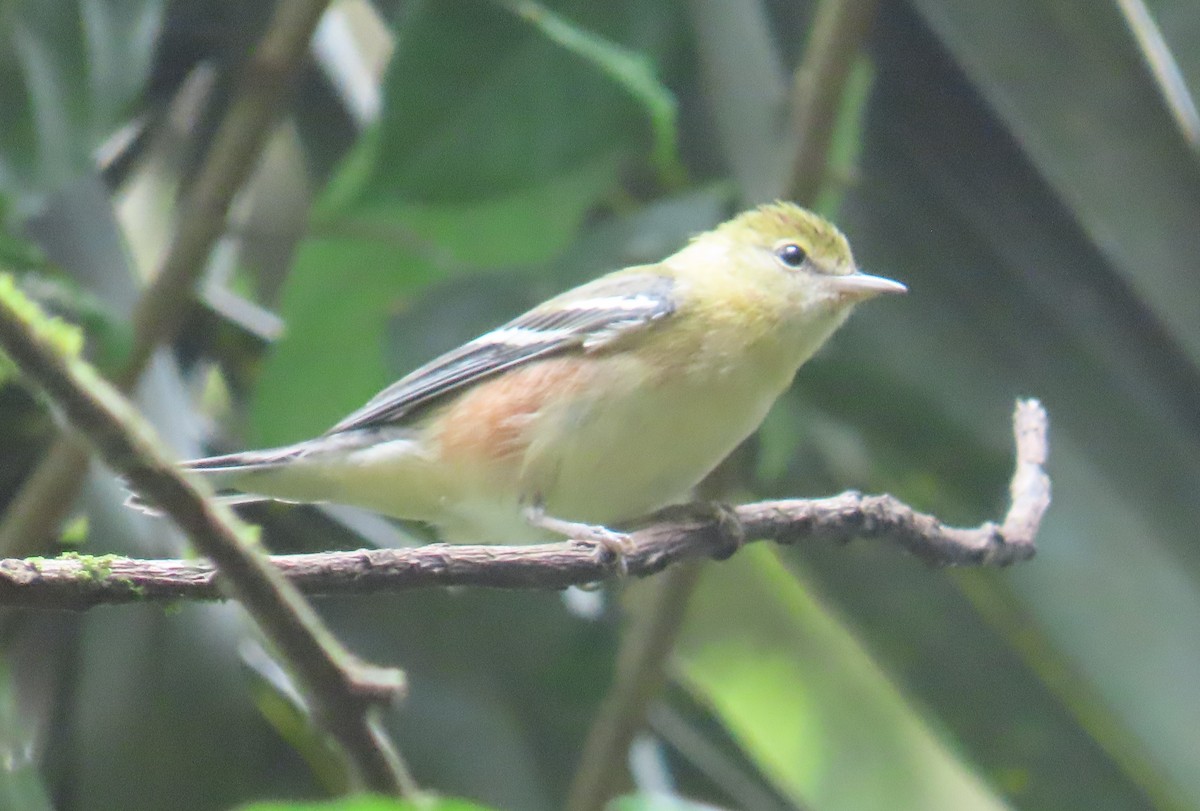 Пісняр-лісовик каштановий - ML646028647