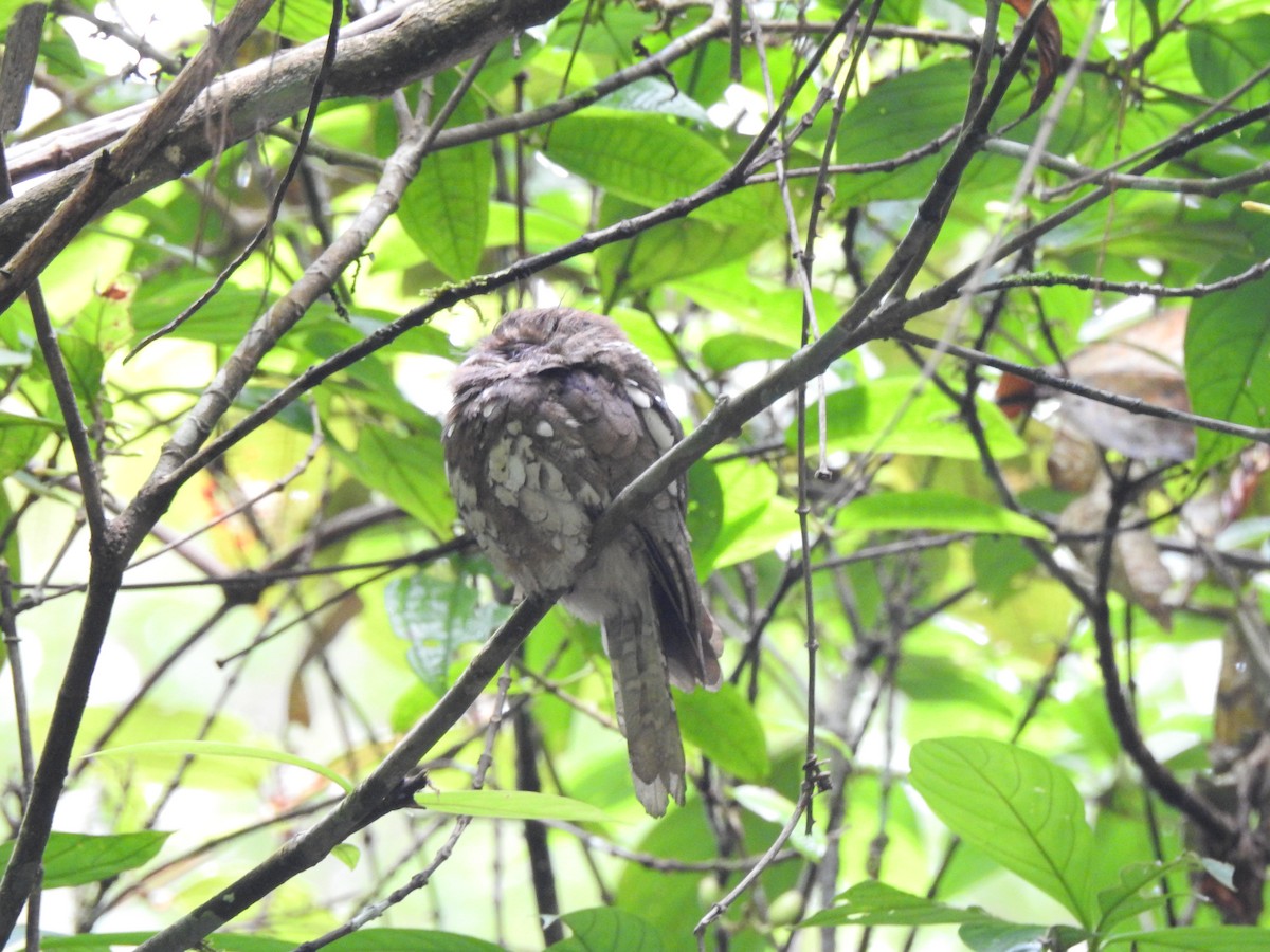 Podarge de Bornéo - ML646028648