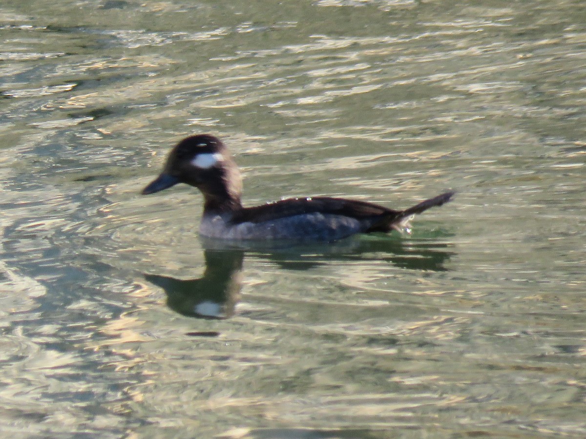 Porrón Albeola - ML646028651