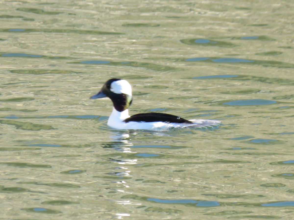 Porrón Albeola - ML646028652