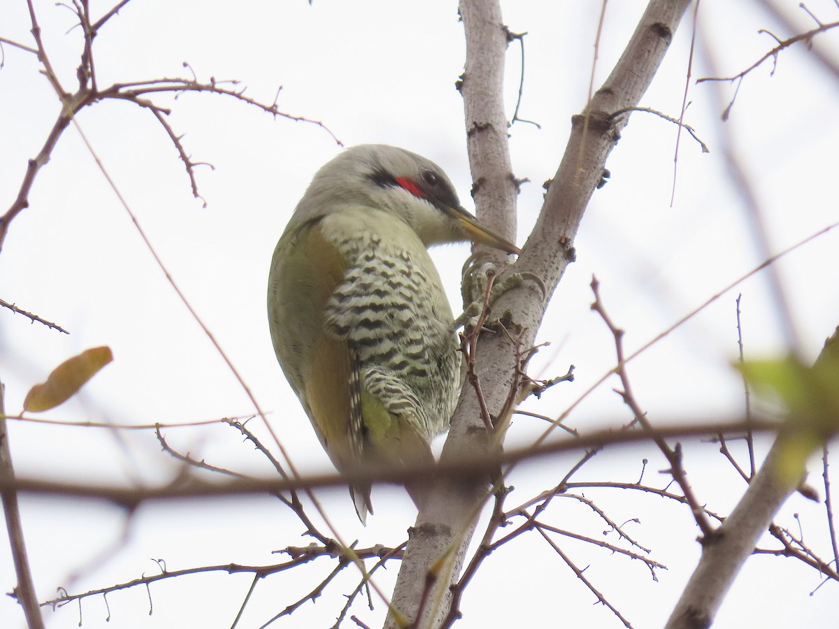 Pito Japonés - ML646028654