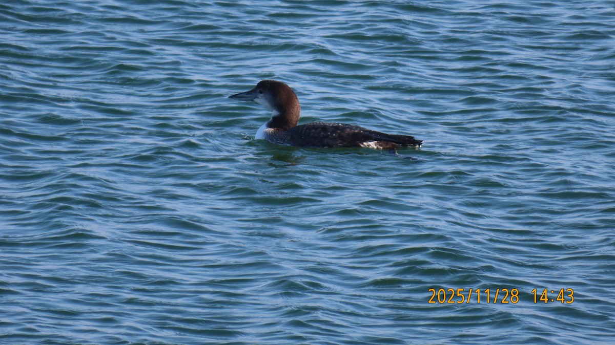 Colimbo Grande - ML646028656