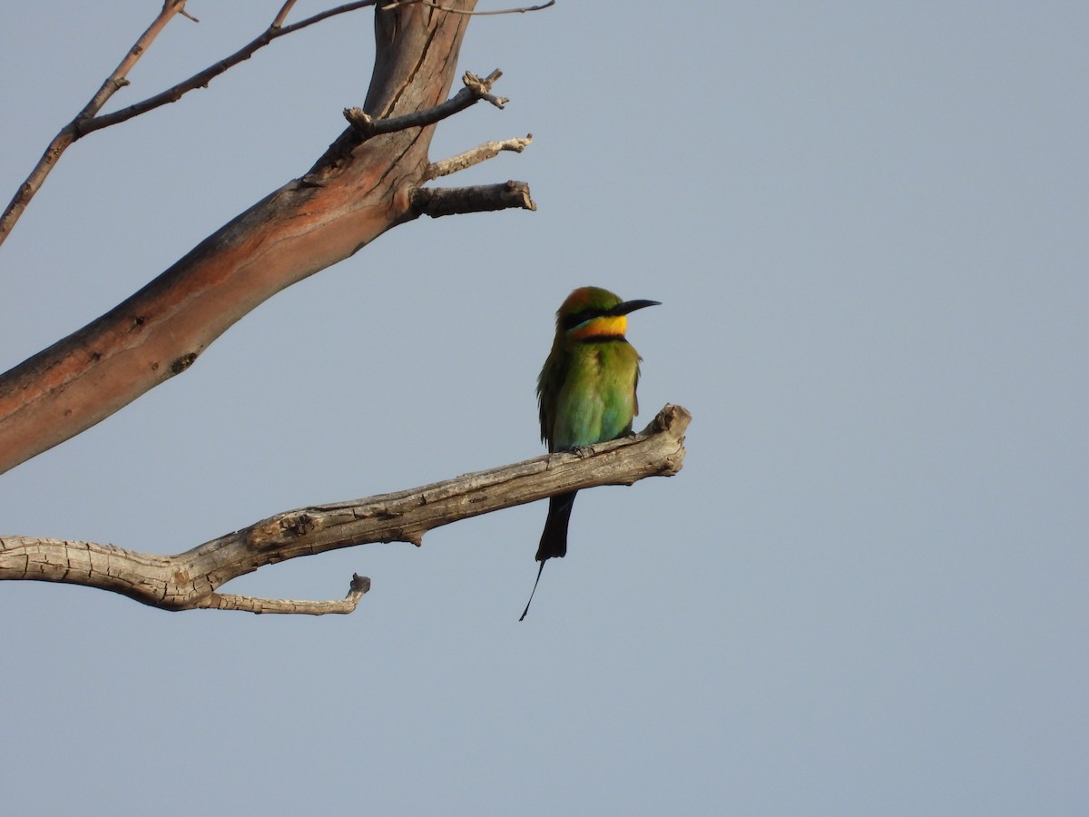 Abejaruco Australiano - ML646028657