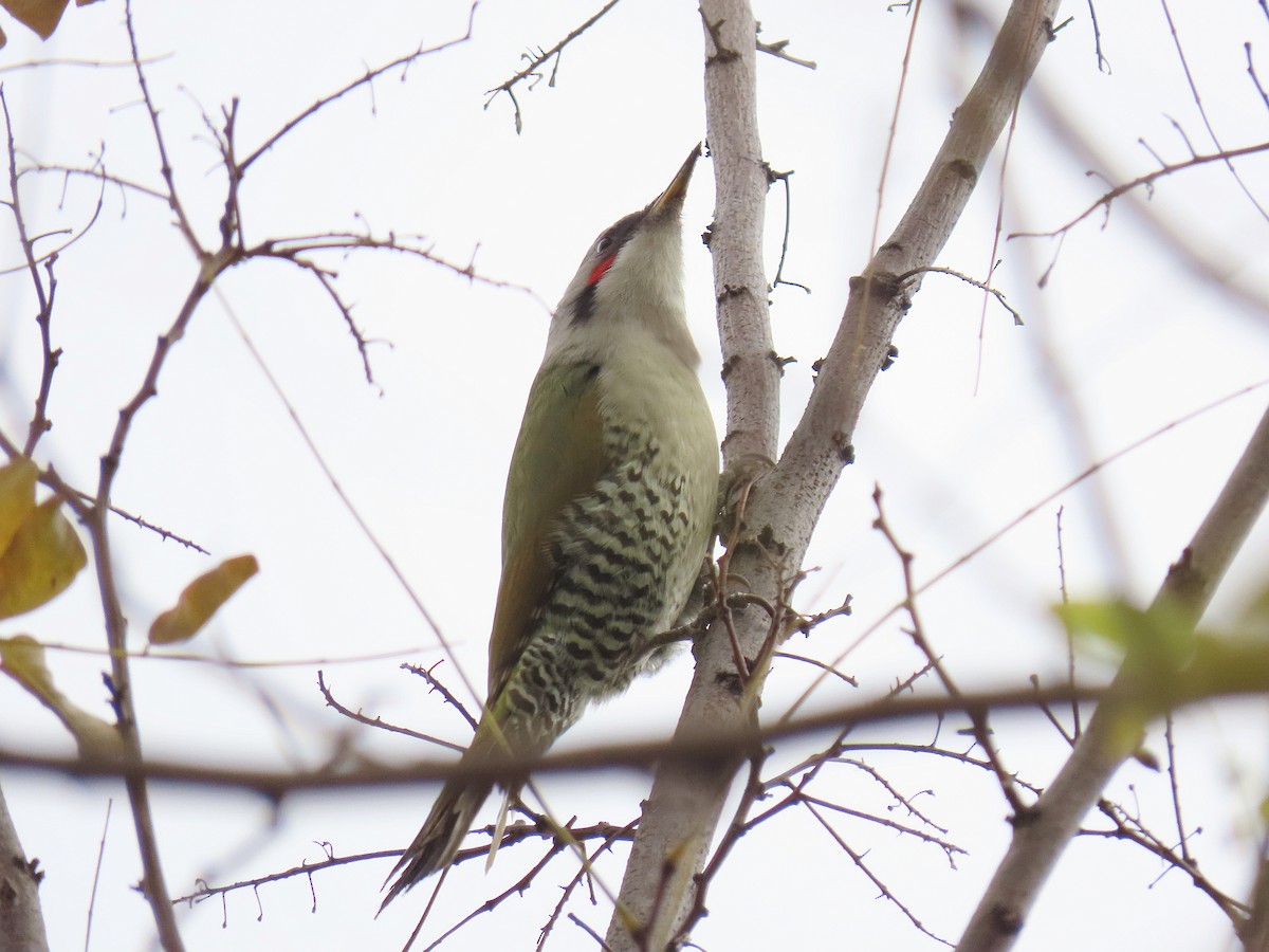 Pito Japonés - ML646028658