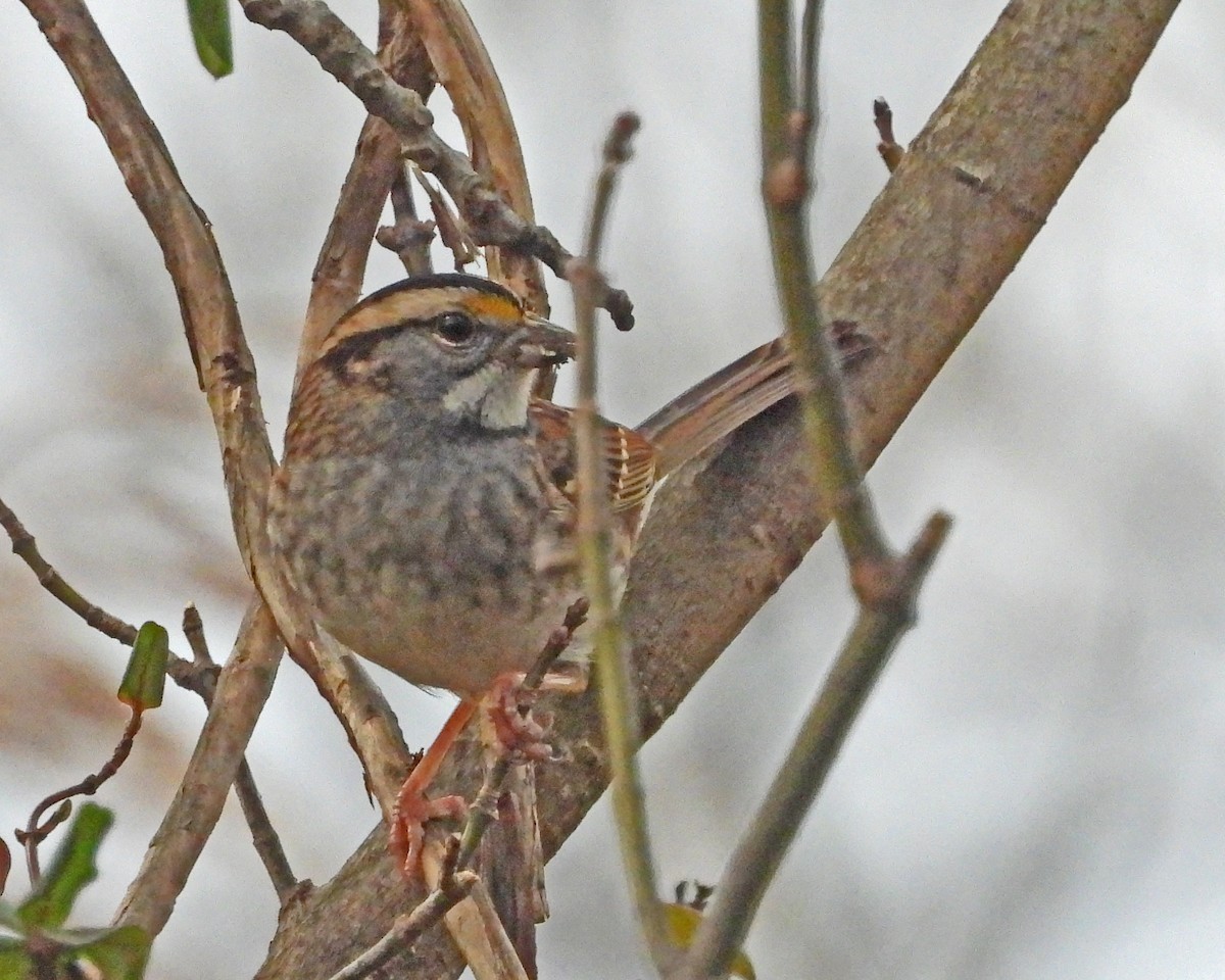 White-throated Sparrow - ML646028659