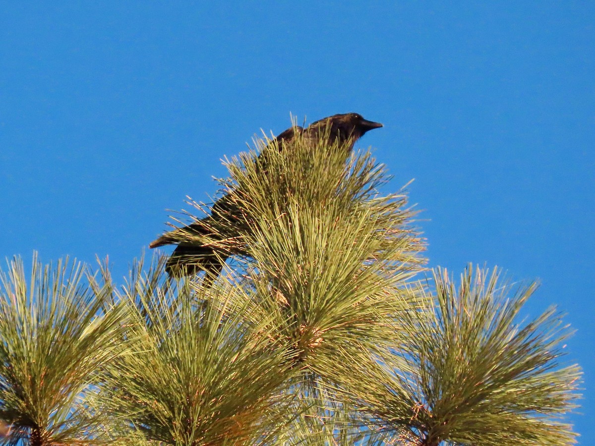 Cuervo Grande - ML646028661