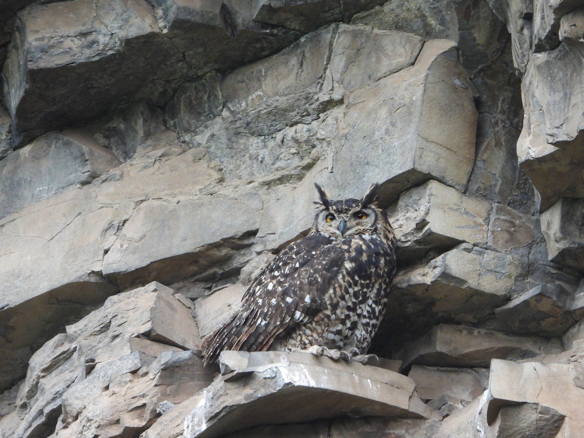 Búho de El Cabo - ML646028663