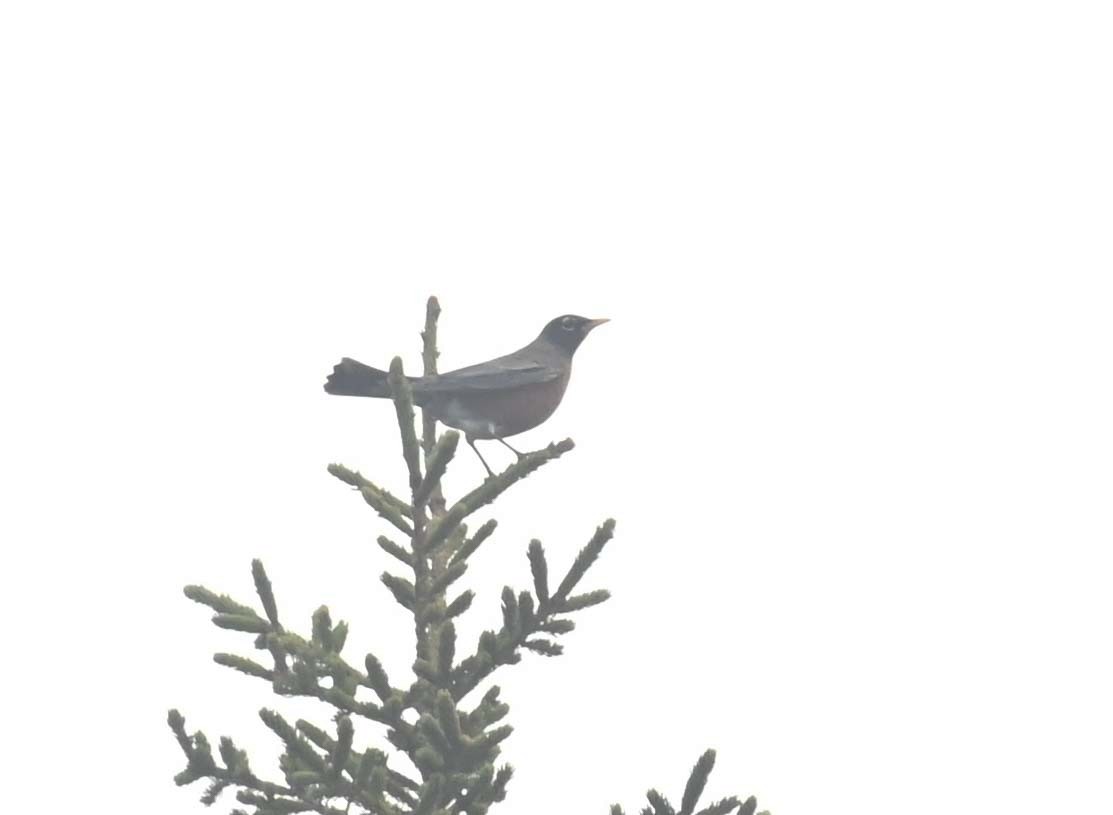 Zorzal Americano - ML646028664