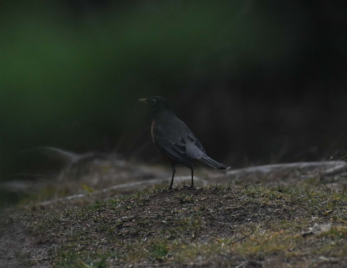 Zorzal Americano - ML646028665