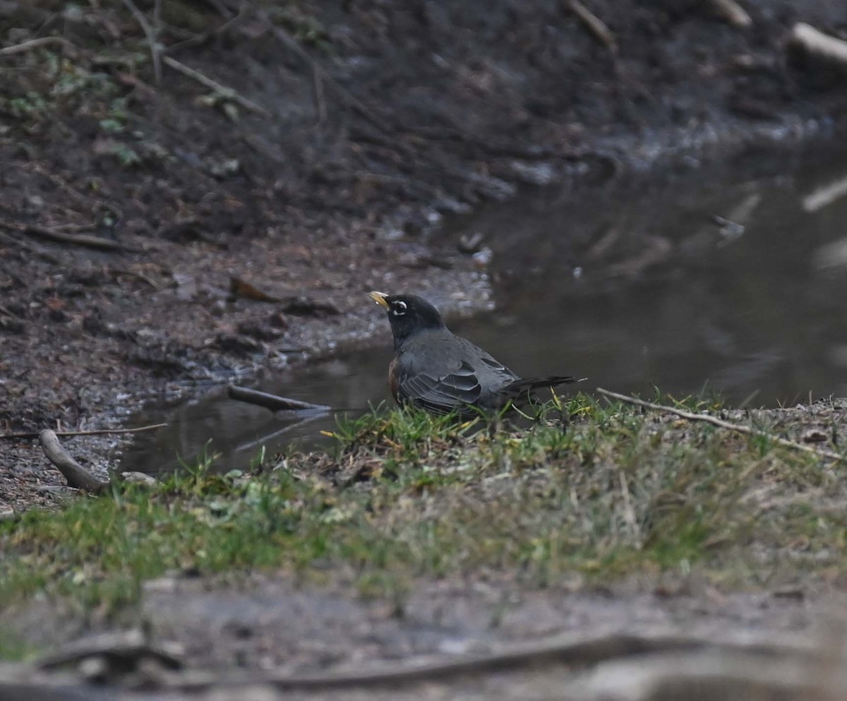 Zorzal Americano - ML646028666