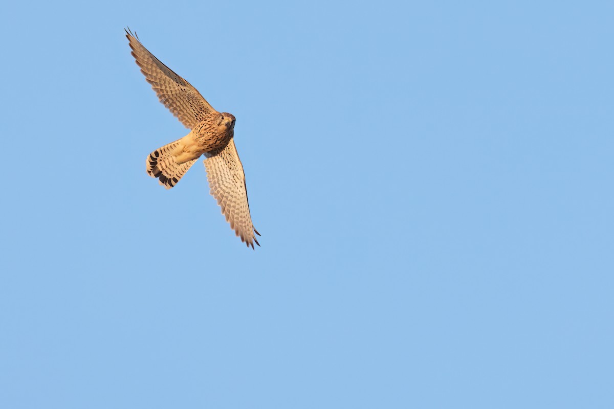 Cernícalo Vulgar - ML646028669