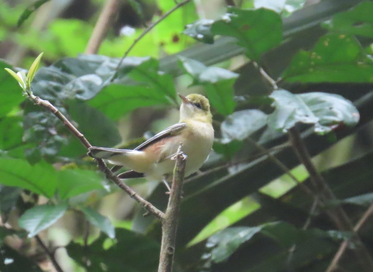Reinita Castaña - ML646028671