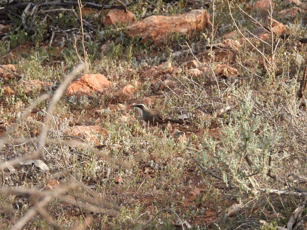 Gárrulo Cejudo - ML646028672