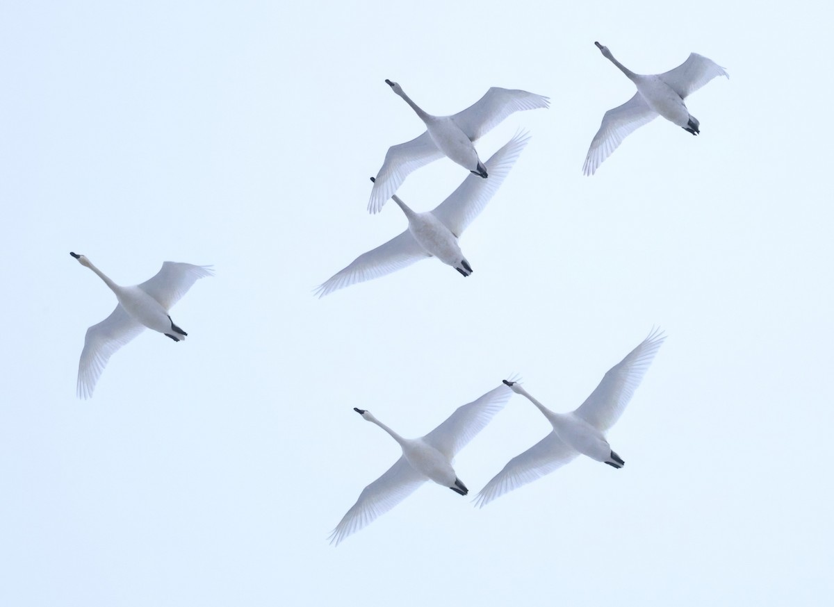 Cisne Chico - ML646028674