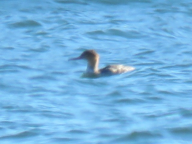 Serreta Mediana - ML646028675