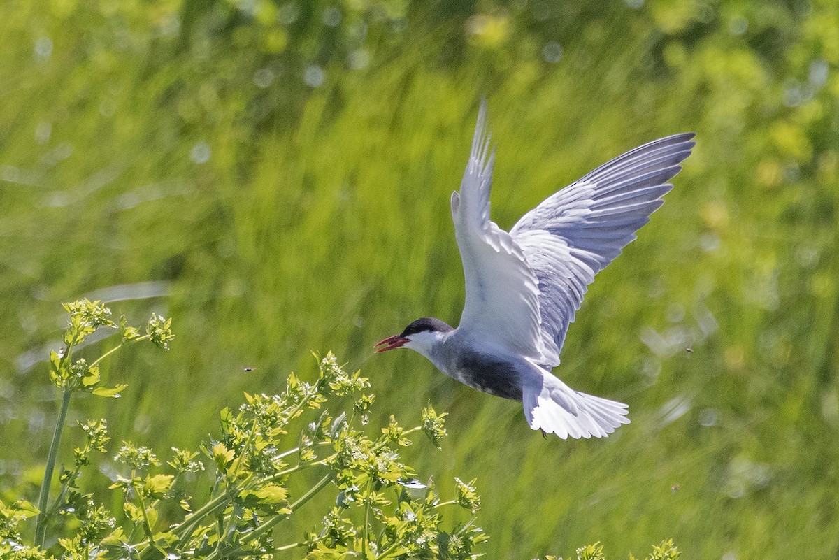 Fumarel Cariblanco - ML646028679